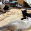 じゃれあってるシャムの雫、黒猫の黒夢と一緒に遊びたいシャムのパンダ。そばの黒猫くーに時折、ちょっかい