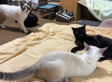 じゃれあってるシャムの雫、黒猫の黒夢と一緒に遊びたいシャムのパンダ。そばの黒猫くーに時折、ちょっかい