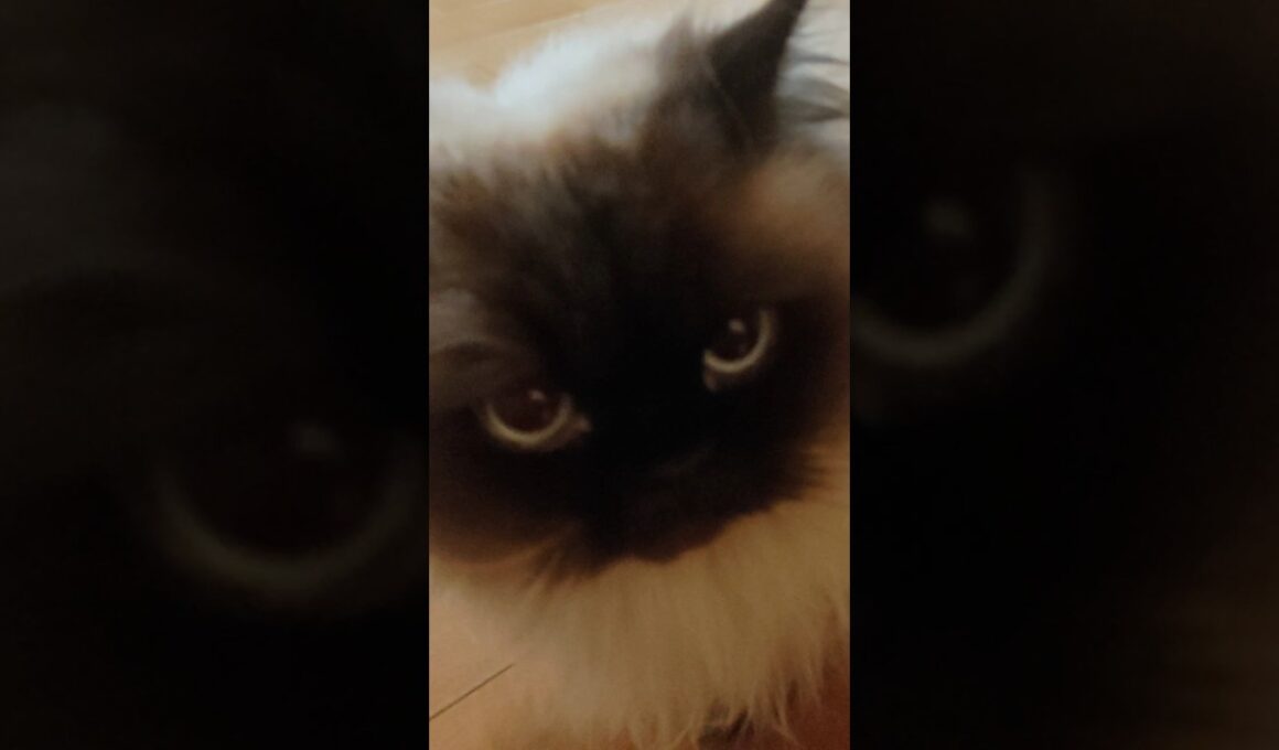 騒がしい出待ち猫　#ヒマラヤン #ねこ　#猫　#甘えん坊　#長毛種　#cat