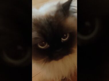 騒がしい出待ち猫　#ヒマラヤン #ねこ　#猫　#甘えん坊　#長毛種　#cat