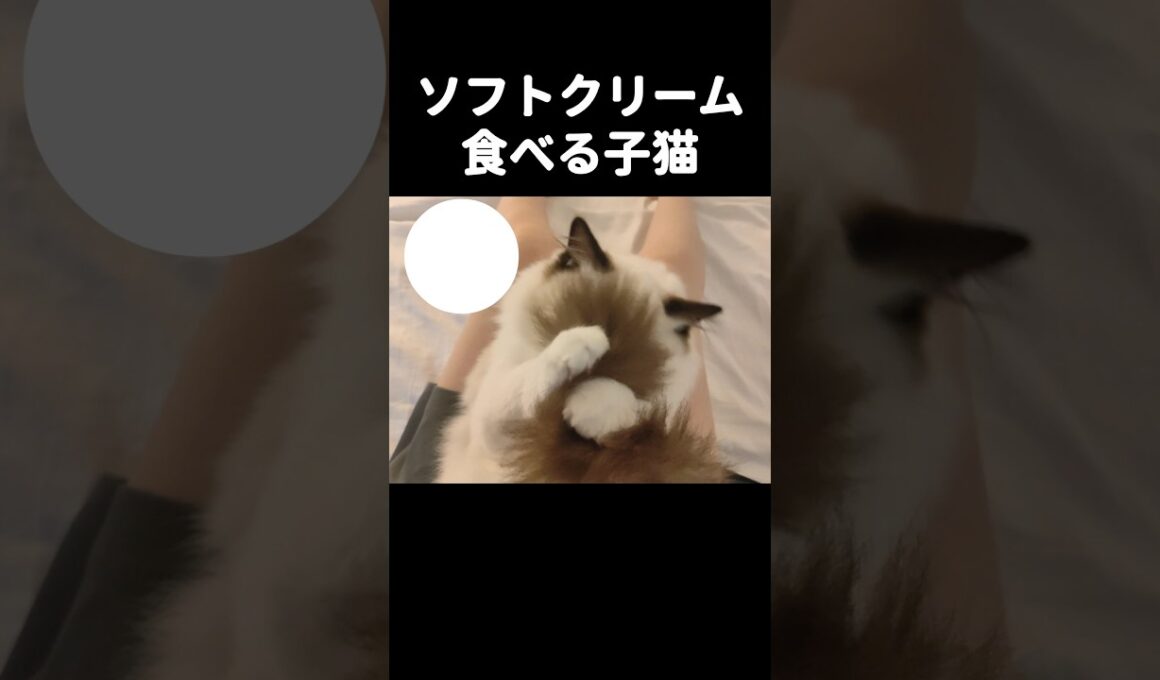 🍦 #shorts #ラグドール #子猫 #猫のいる生活 #甘えん坊猫 #ぬいぐるみ猫