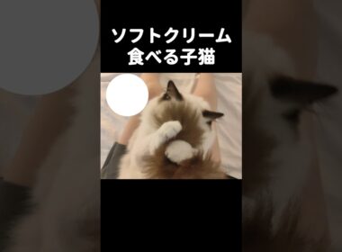 🍦 #shorts #ラグドール #子猫 #猫のいる生活 #甘えん坊猫 #ぬいぐるみ猫