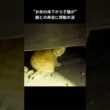 母親とはぐれた子猫は愛情を求めていた #保護猫 #猫動画 #感動