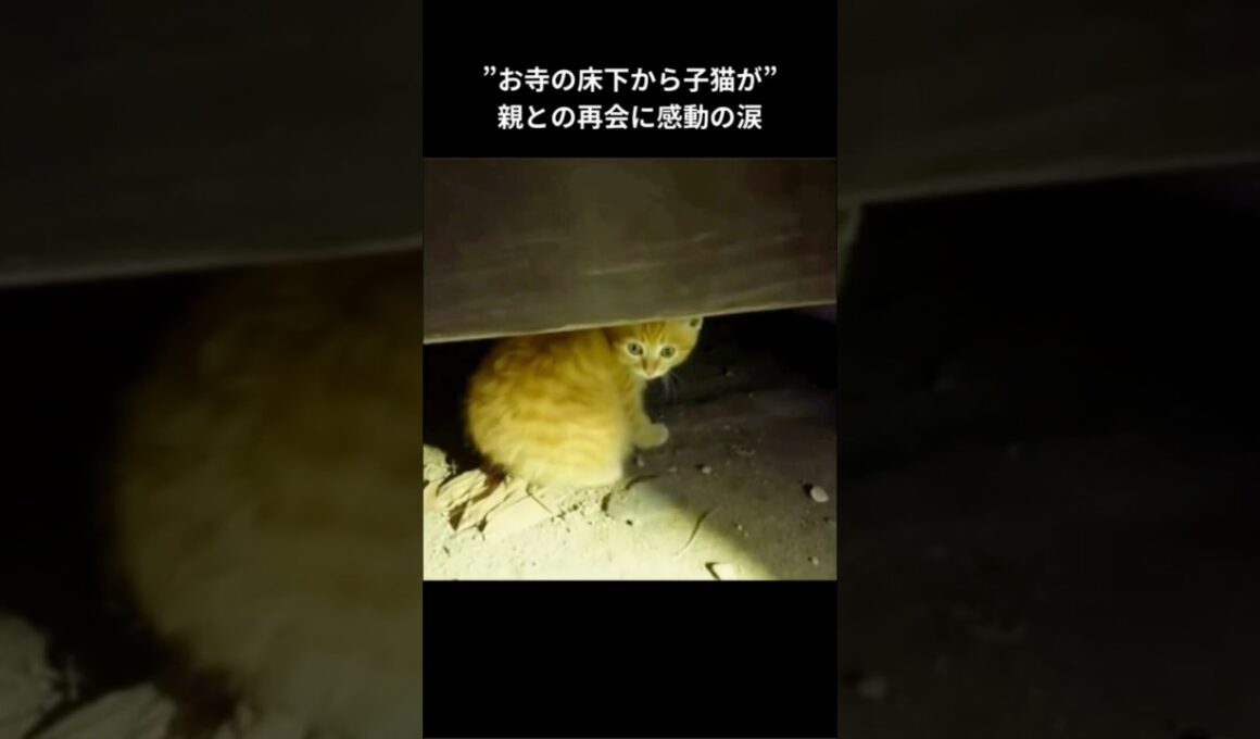 母親とはぐれた子猫は愛情を求めていた #保護猫 #猫動画 #感動