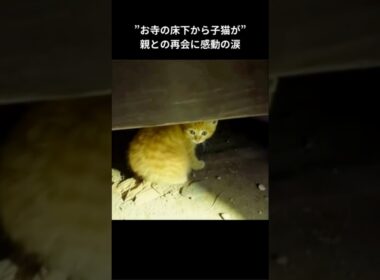 母親とはぐれた子猫は愛情を求めていた #保護猫 #猫動画 #感動