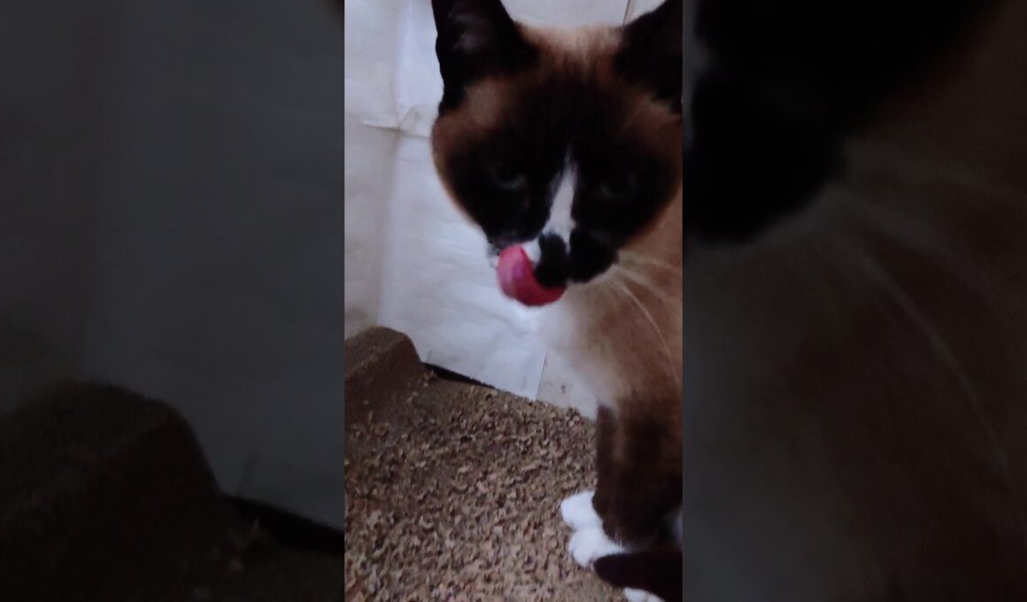 シャム猫さんの ご飯後🐾#猫 #ねこ #cat #Shorts