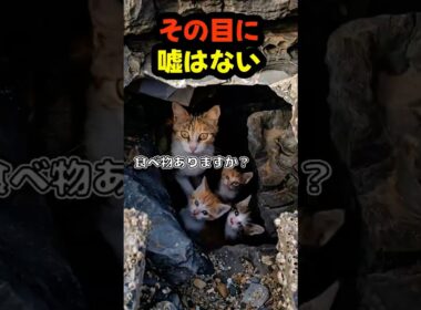 岩を舐める子猫…海辺で出会った小さな家族 #野良猫 #子猫 #感動