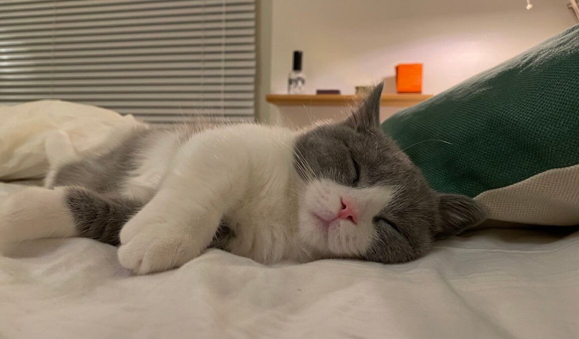 子猫と暮らす、何も起きない一日