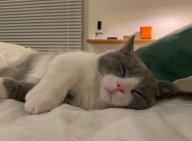 子猫と暮らす、何も起きない一日