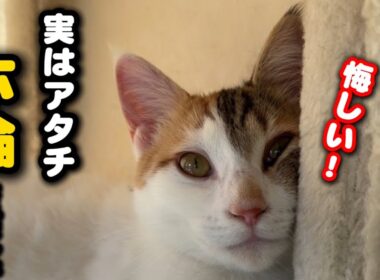 雛祭りの日に浮気されてしまった子猫