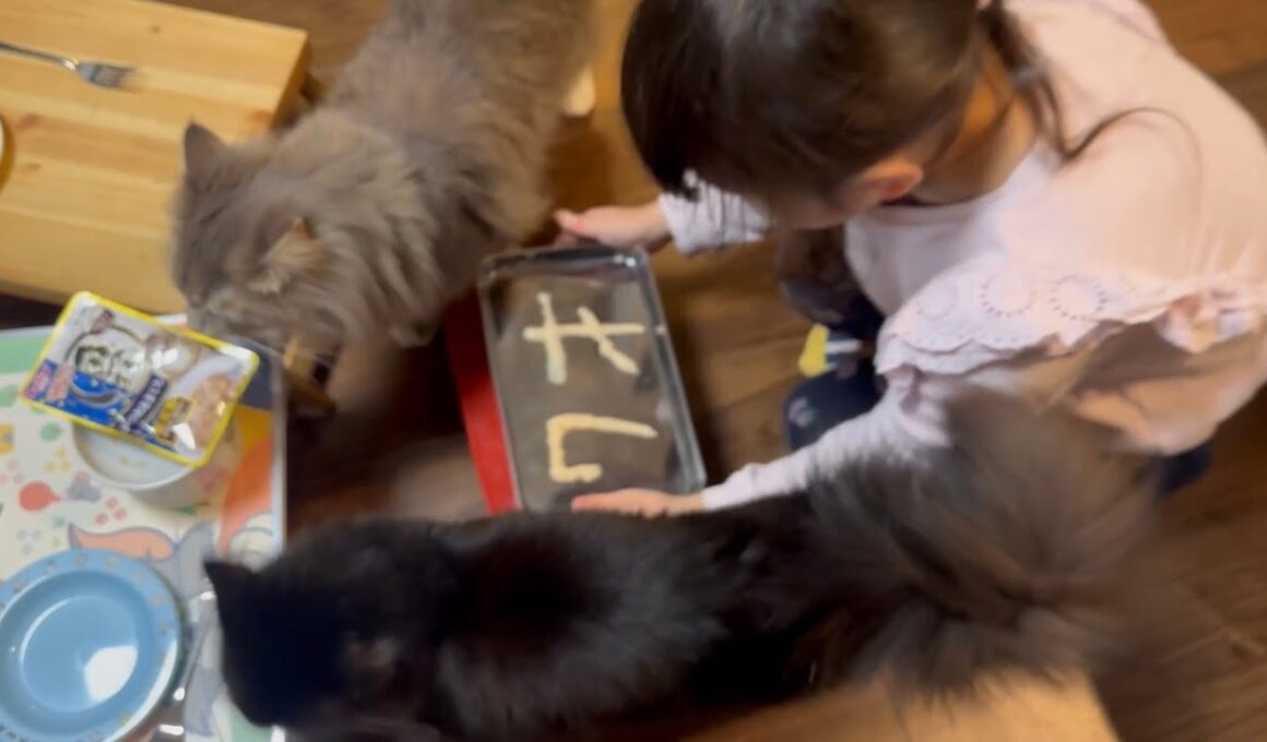 7歳の誕生日を祝われる猫　ラガマフィンA cat celebrating its 7th birthday. Ragamuffin