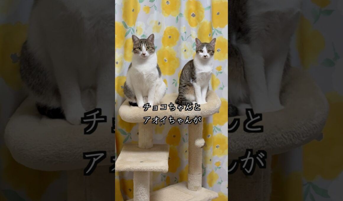 VSD（心室中隔欠損症）の保護子猫と姉猫の性格はこれだけちがいます🐱 #shorts  #子猫の成長日記 #保護子猫