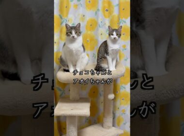 VSD（心室中隔欠損症）の保護子猫と姉猫の性格はこれだけちがいます🐱 #shorts  #子猫の成長日記 #保護子猫