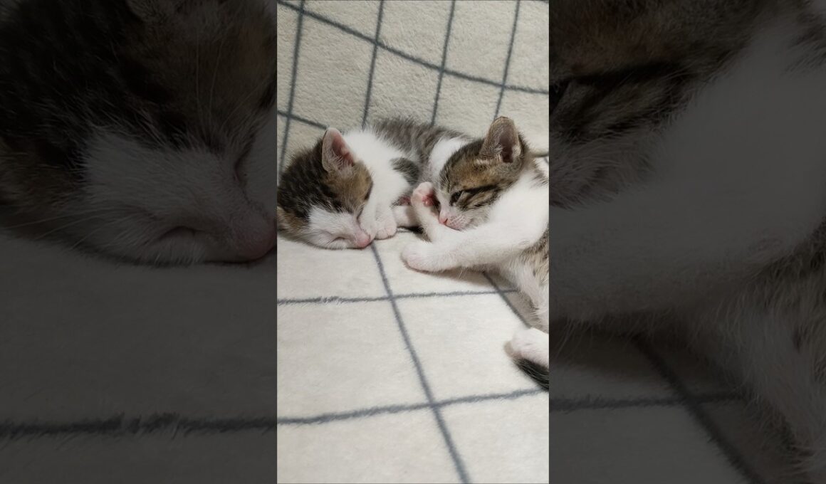 急に電池切れになった子猫カワイイ😺 #kitten #子ネコ #子ネコ #cat #好きな子猫 #エウレカねこ部 #ねこ #猫のいる生活 #猫好きさんと繋がりたい #保護猫 #gatto