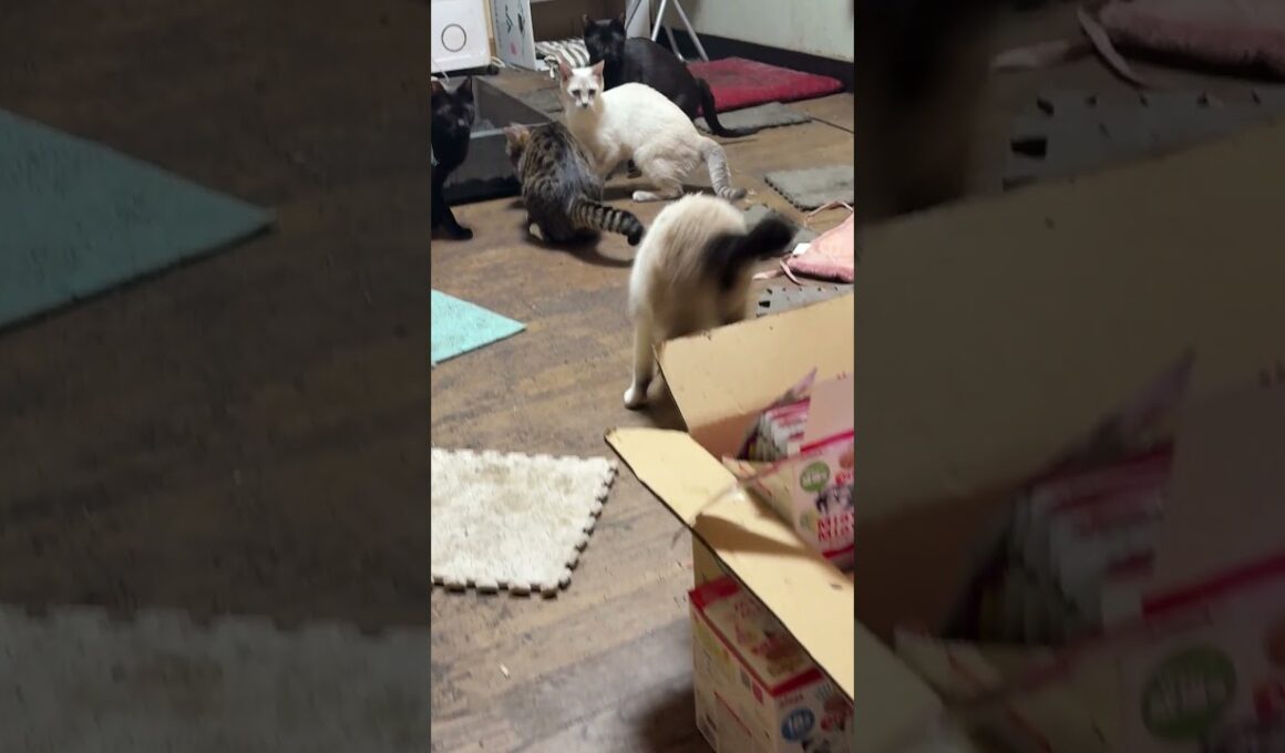 段ボールで休むシャムのパンダ。キジシロのルル,黒猫の黒夢、シャムの雫が遊び始めたので、近づいたら、飛び出た