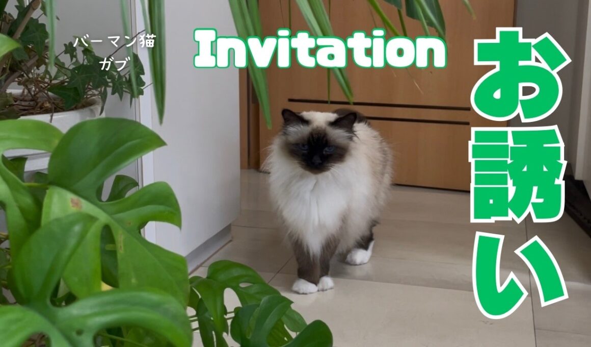 バーマン猫ガブとウリとラフ【お誘い】Invitation（バーマン猫）Birman/Cat