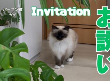 バーマン猫ガブとウリとラフ【お誘い】Invitation（バーマン猫）Birman/Cat