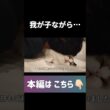 #shorts #猫 #子猫 #ラグドール #甘えん坊猫 #ぬいぐるみ猫