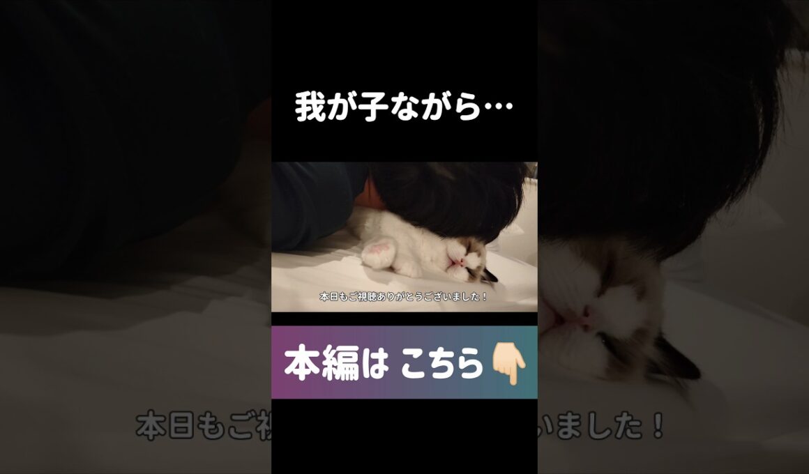 #shorts #猫 #子猫 #ラグドール #甘えん坊猫 #ぬいぐるみ猫
