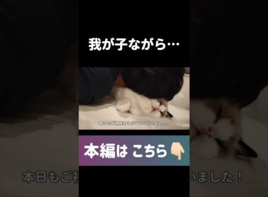 #shorts #猫 #子猫 #ラグドール #甘えん坊猫 #ぬいぐるみ猫