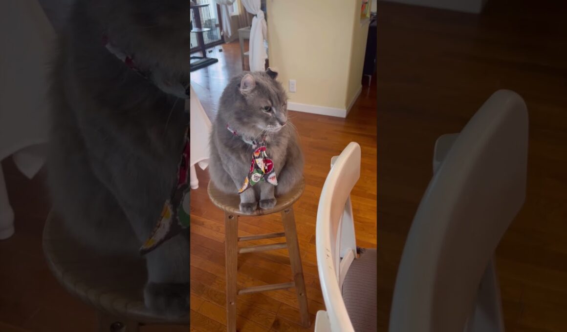 トンガリコーン #ねこ動画 #アメリカンカール