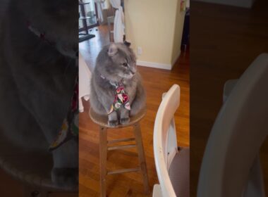 トンガリコーン #ねこ動画 #アメリカンカール