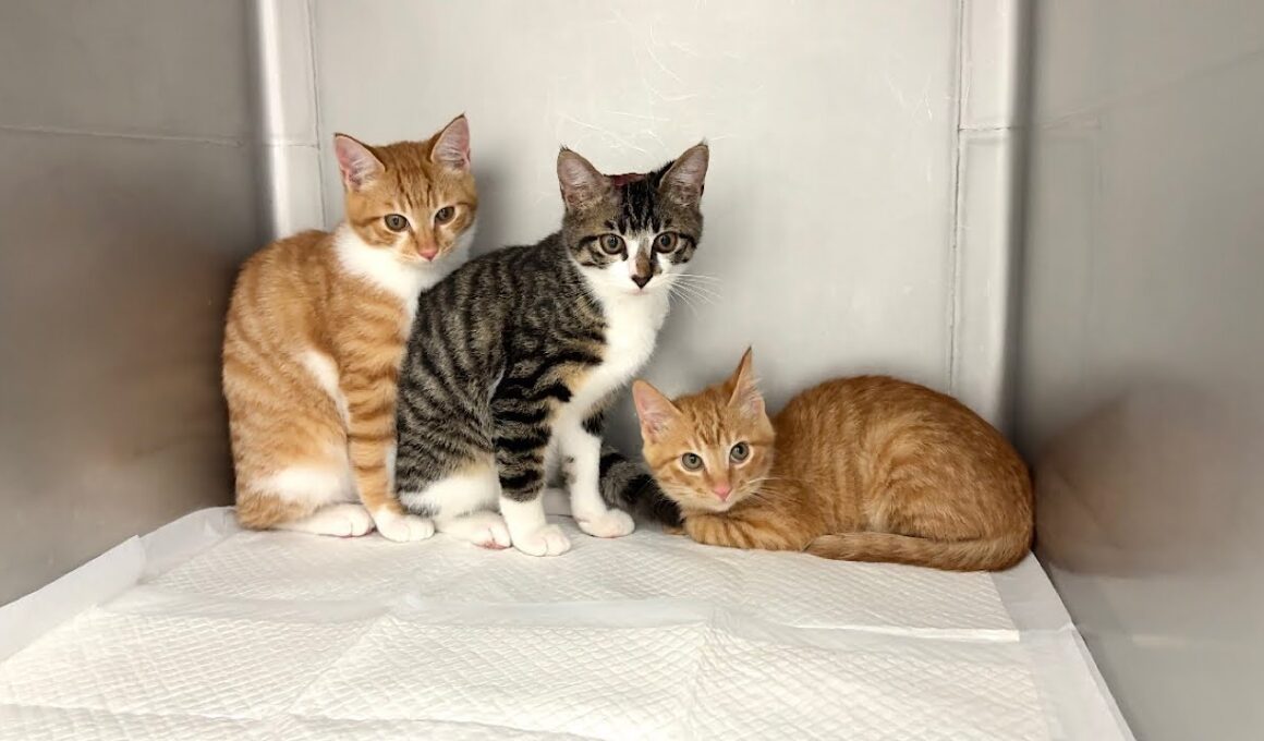 一時保護した子猫たちを緊急で病院に連れて行きました。