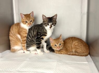 一時保護した子猫たちを緊急で病院に連れて行きました。