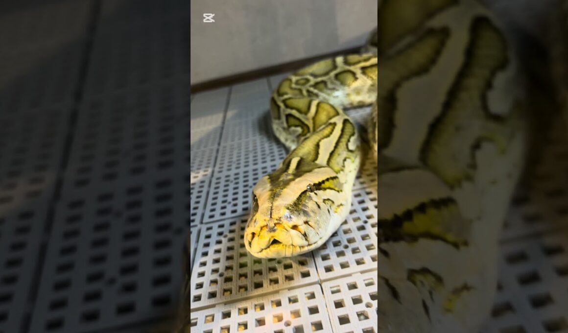 バーミーズのいっちゃん🐍
