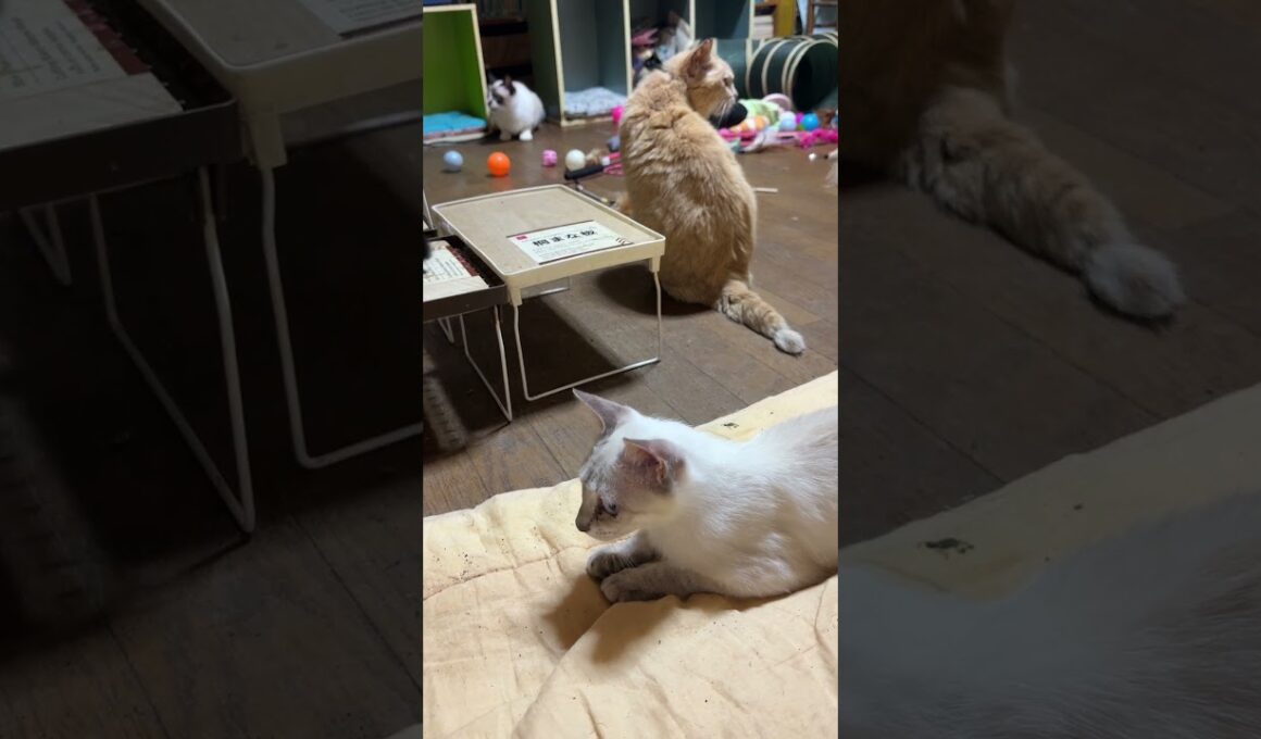 我が家のネコたち。シャムの雫、ミヌエットのクリーム、シャムのパンダ。白っぽい三連星