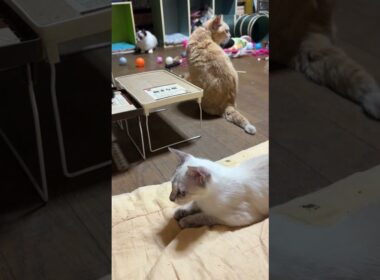 我が家のネコたち。シャムの雫、ミヌエットのクリーム、シャムのパンダ。白っぽい三連星