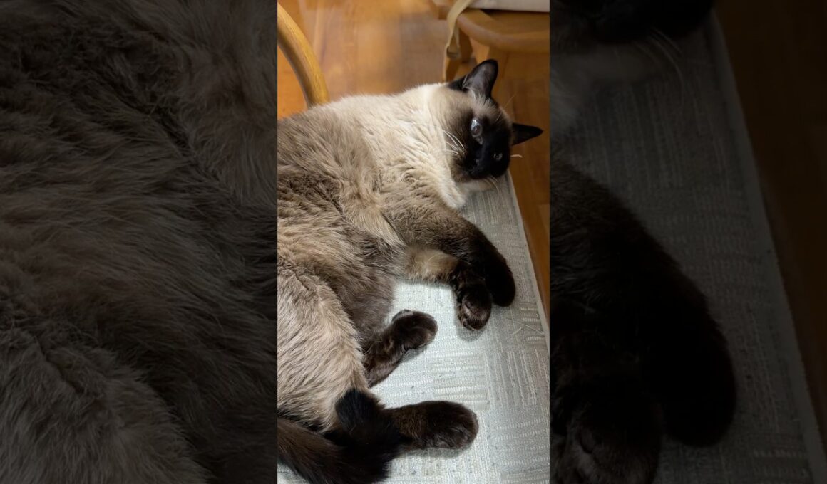 いつもの動かないシャム猫のふくさん【たぬき猫】 #cat #しゃむねこ #猫のいる暮らし #猫好きさんと繋がりたい #ねこ #cutecat #cat