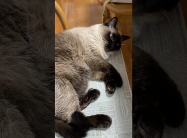 いつもの動かないシャム猫のふくさん【たぬき猫】 #cat #しゃむねこ #猫のいる暮らし #猫好きさんと繋がりたい #ねこ #cutecat #cat