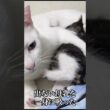 新米猫先生、子猫にドボドボ愛情を注ぐ   #cat #kitten #猫 #子猫 #ねこ #こねこ #保護猫  #shorts  #猫のいる暮らし
