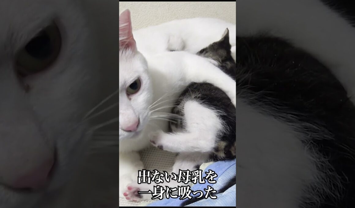新米猫先生、子猫にドボドボ愛情を注ぐ   #cat #kitten #猫 #子猫 #ねこ #こねこ #保護猫  #shorts  #猫のいる暮らし