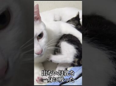 新米猫先生、子猫にドボドボ愛情を注ぐ   #cat #kitten #猫 #子猫 #ねこ #こねこ #保護猫  #shorts  #猫のいる暮らし