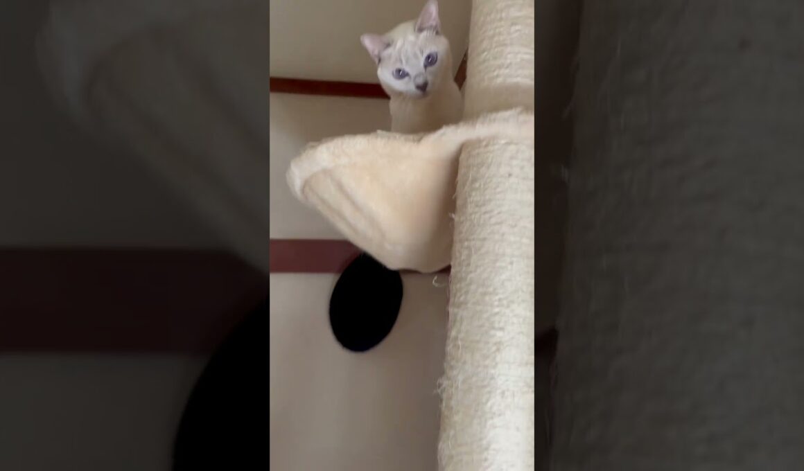 Wow, nice catch!😘 #rosybrown #cat