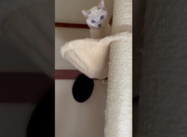 Wow, nice catch!😘 #rosybrown #cat