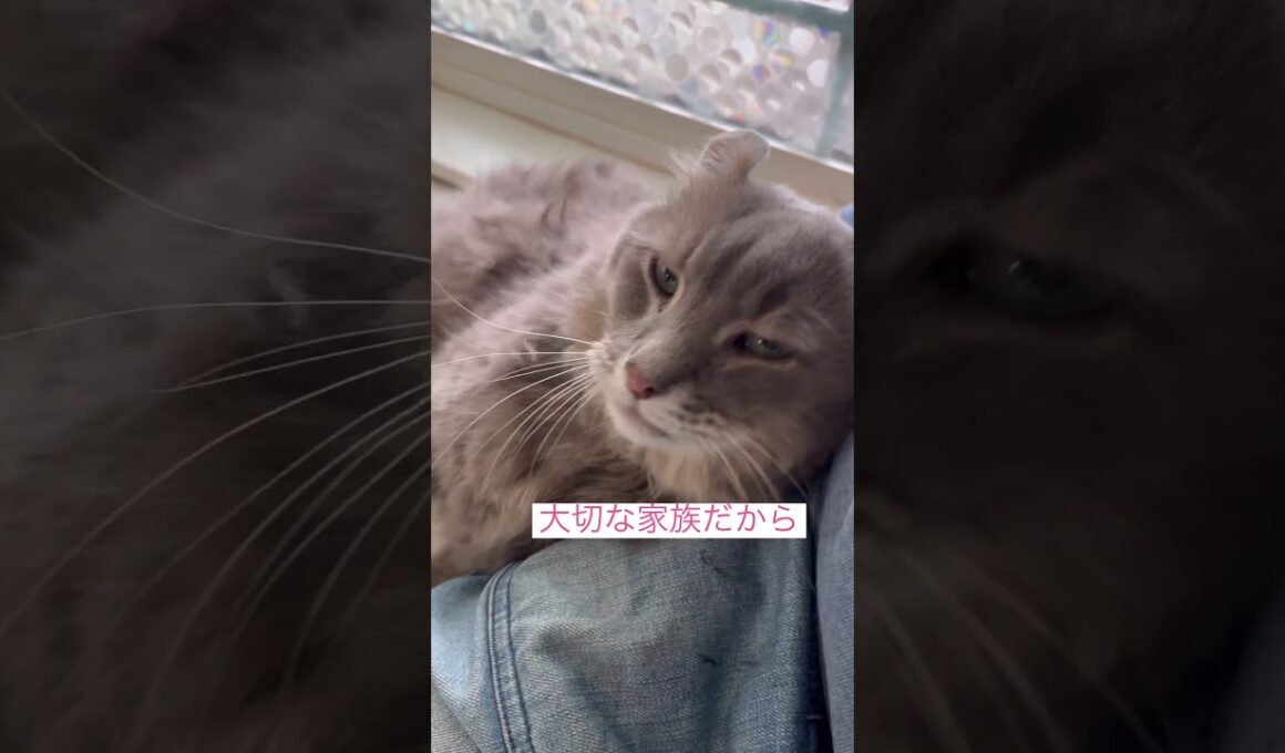 ありがとう #ねこ動#アメリカンカール #shorts