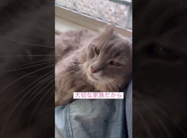 ありがとう #ねこ動#アメリカンカール #shorts