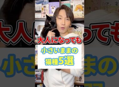 大人になっても小さいままの猫種５選 #猫 #猫のいる暮らし #ねこ