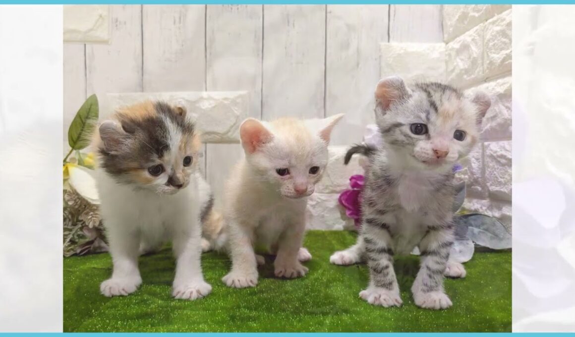 Coo&RIKU　No.00747677 アメリカンカール