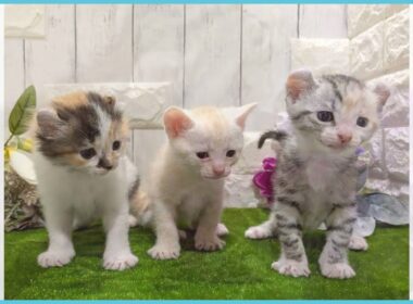 Coo&RIKU　No.00747677 アメリカンカール