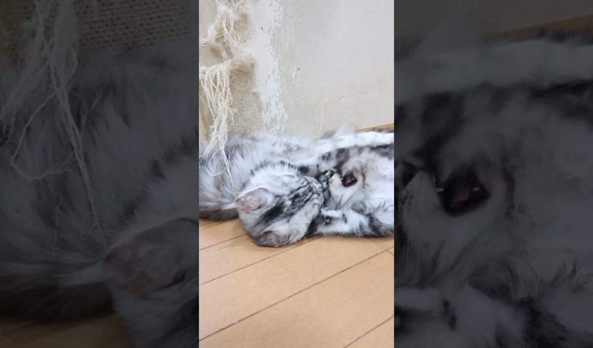 メインクーンの子猫たちリビングデビュー