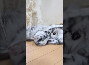 メインクーンの子猫たちリビングデビュー