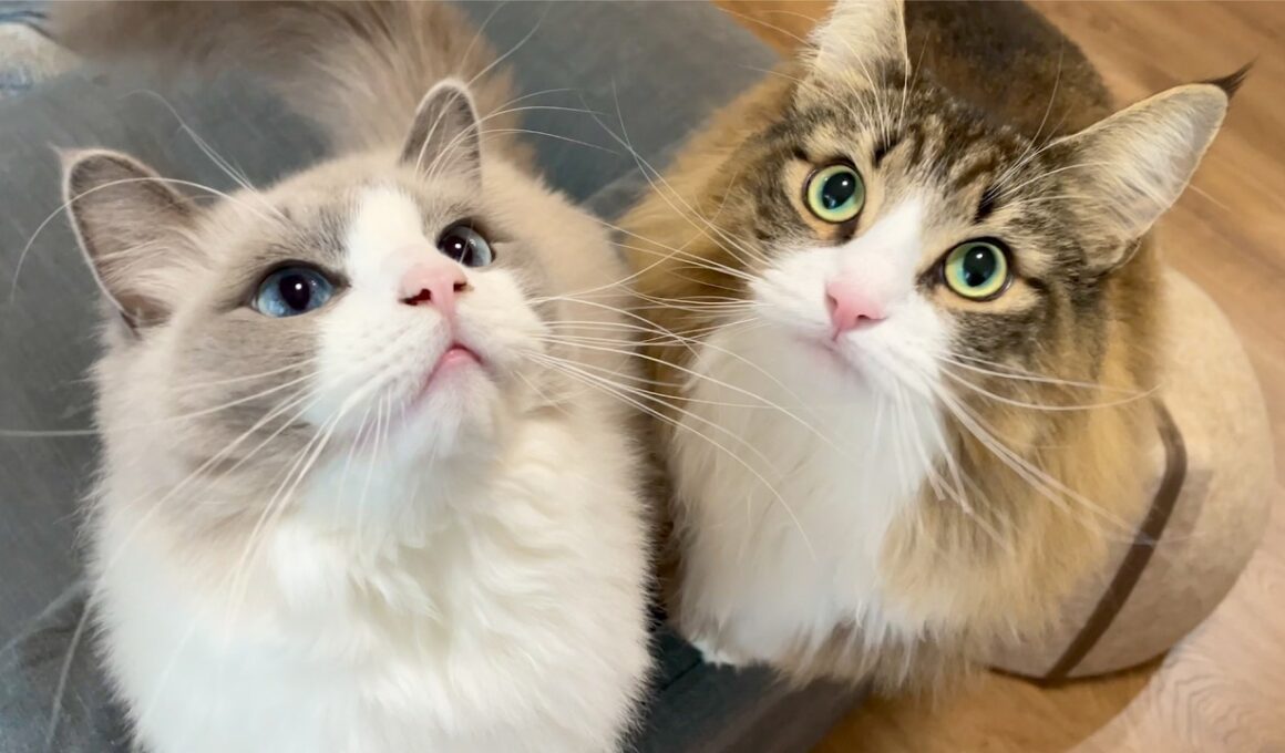 飼い主が帰ってこなくて大泣きする猫ちゃん達がこちらです(かわいいです)