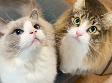 飼い主が帰ってこなくて大泣きする猫ちゃん達がこちらです(かわいいです)