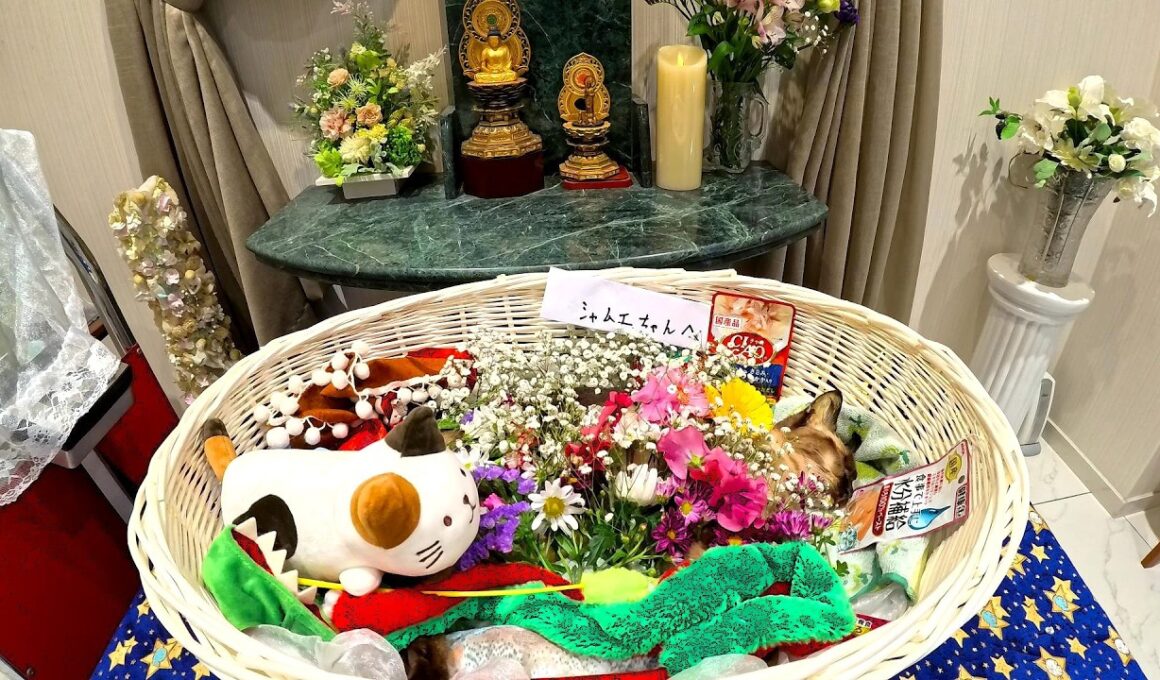 天国へ旅立つ愛猫シャムエ(享年９才没)👼🌈🗽