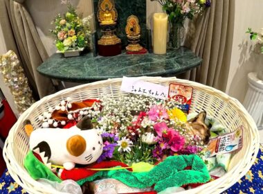 天国へ旅立つ愛猫シャムエ(享年９才没)👼🌈🗽