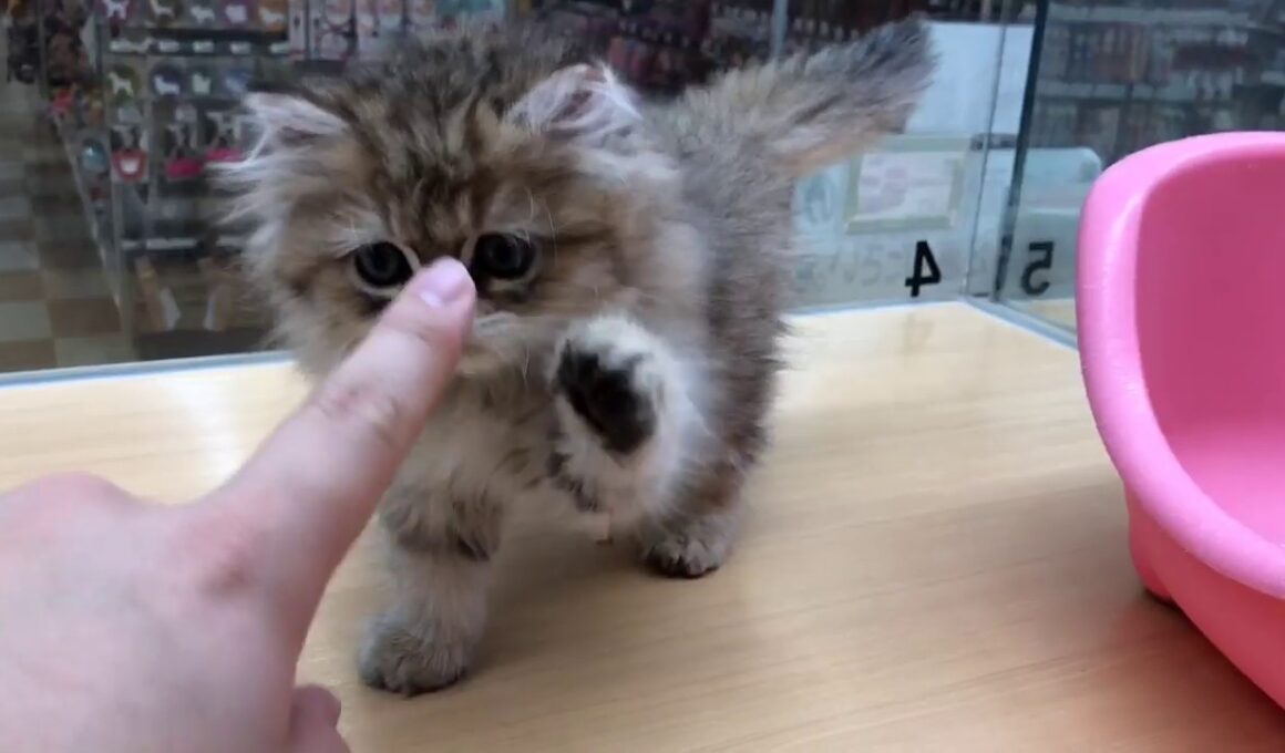 【ペルシャ】美形！大きな瞳のドール顔ペルちゃん！